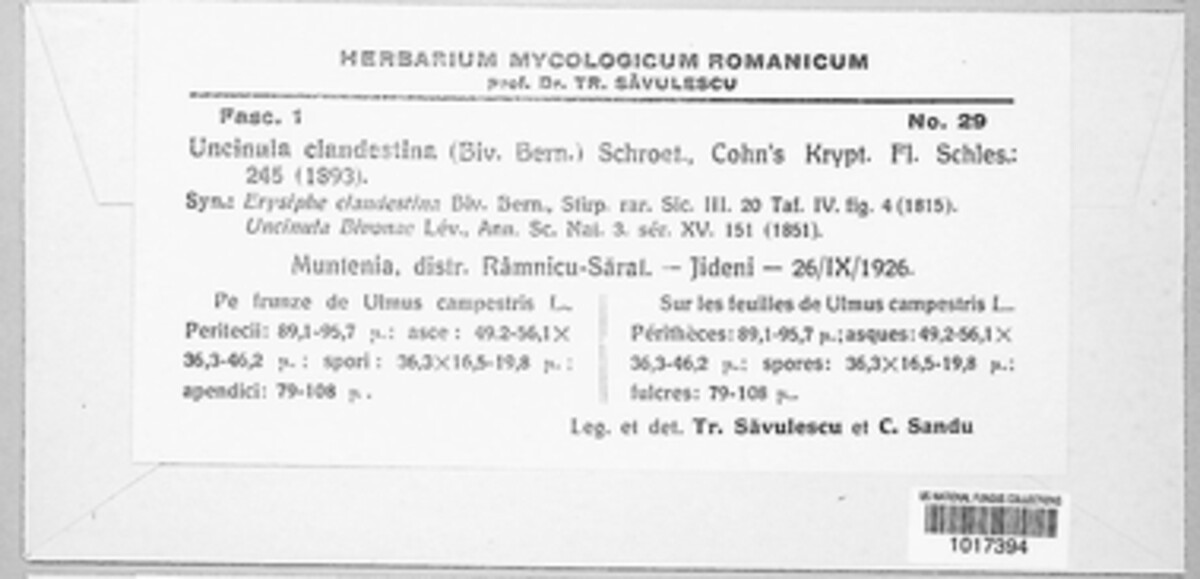 Erysiphe clandestina image